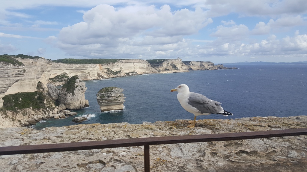 La mouette et le grain de sable