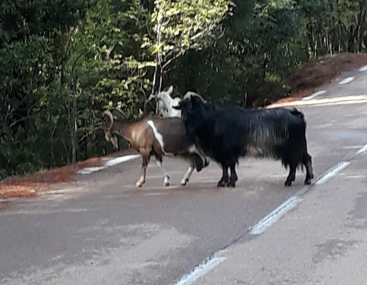 Le 1er troupeau de chèvres qui croisera notre route