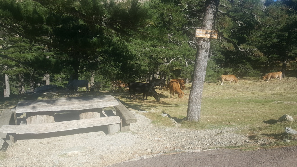 Troupeau de vaches en liberté au sommet de Bavella