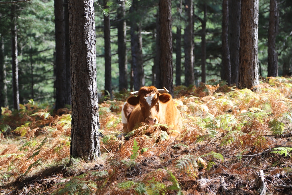 Vache émergeant des fougères