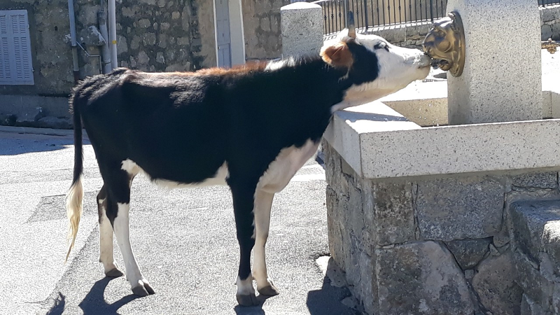 Le veau amoureux du lion de la fontaine d'Aulenne