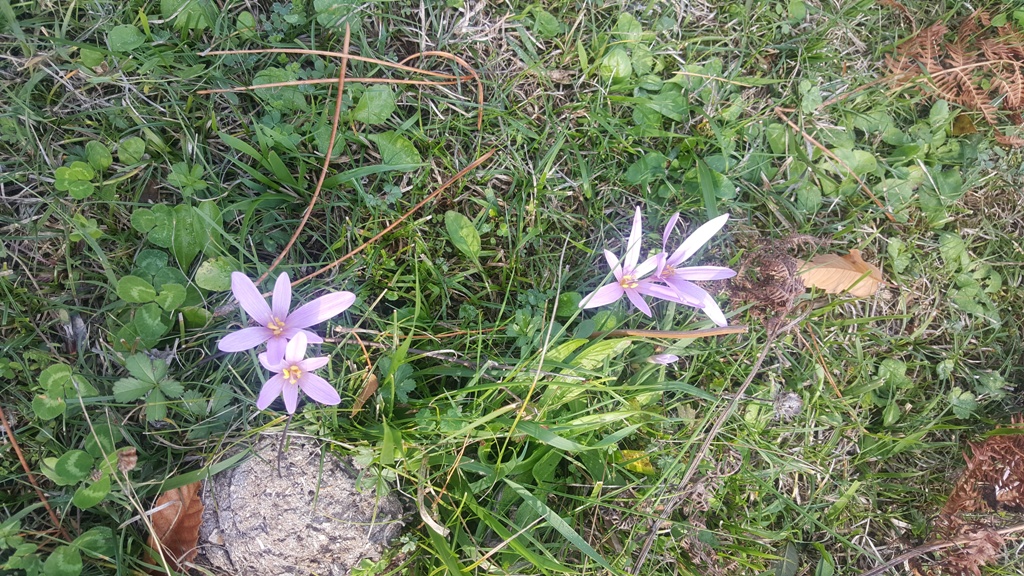 Quelques crocus corses en fleur Quelques crocus corses en fleur