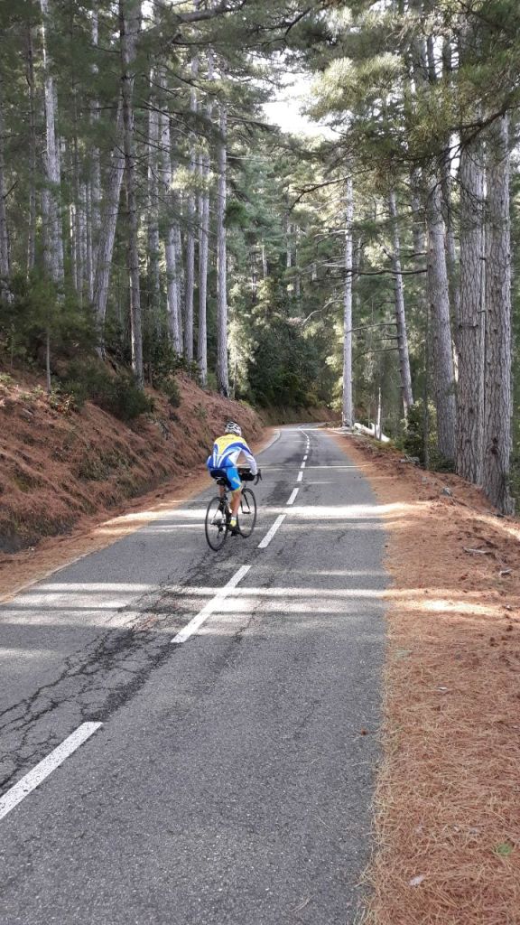 Perdu dans les pins de la forêt de Noceta